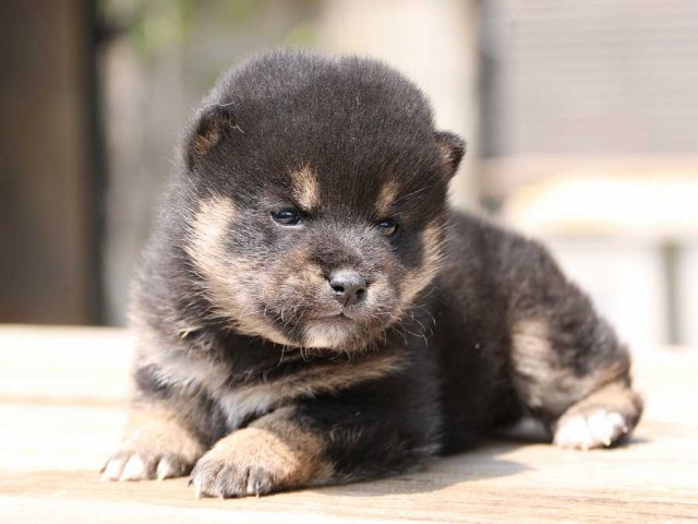 IMG_2508-shiba-puppy IMG_2508-shiba-puppy