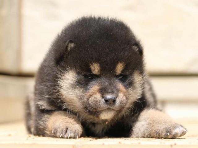 IMG_2568-shiba-puppy IMG_2568-shiba-puppy