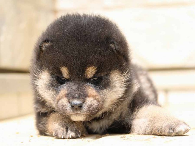 IMG_2573-shiba-puppy IMG_2573-shiba-puppy