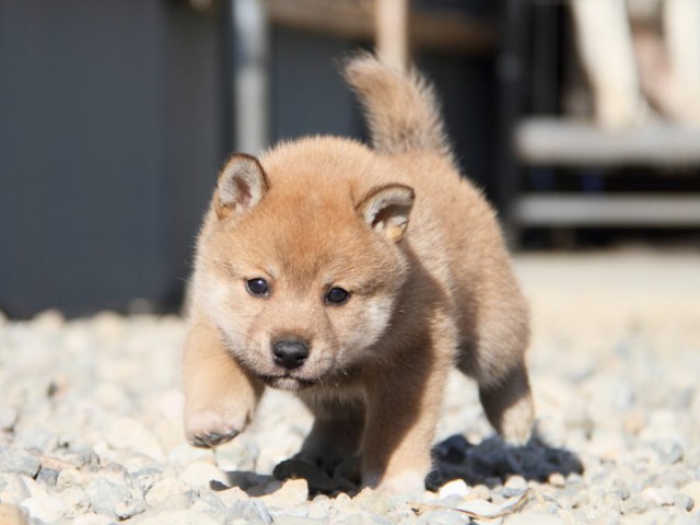 IMG_2622-shibainu-koinu IMG_2622-shibainu-koinu