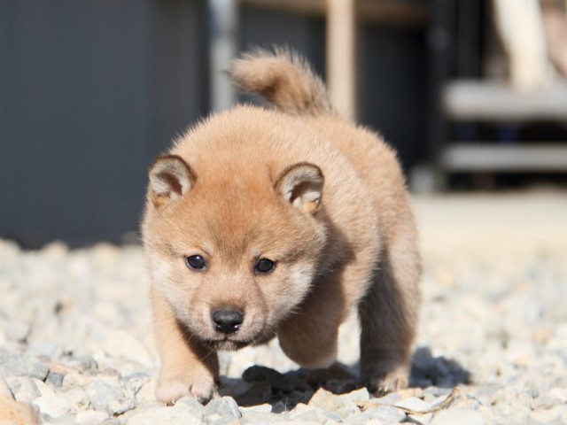 IMG_2623-shibainu-koinu IMG_2623-shibainu-koinu