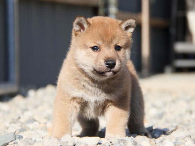 IMG_2627-shibainu-koinu IMG_2627-shibainu-koinu