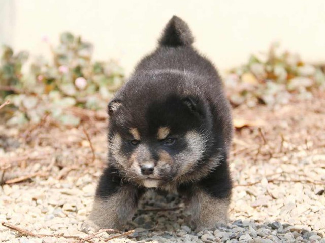 IMG_2630-shiba-puppy IMG_2630-shiba-puppy