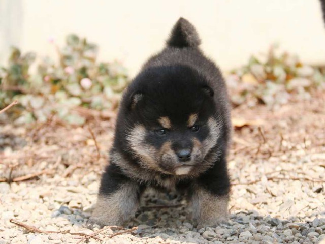 IMG_2631-shiba-puppy IMG_2631-shiba-puppy