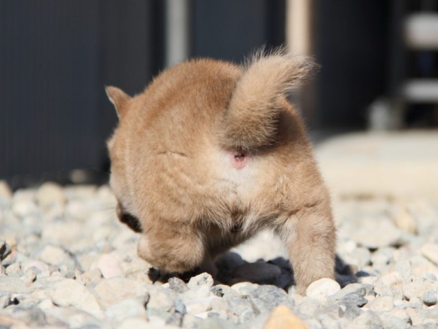 IMG_2632-shibainu-koinu IMG_2632-shibainu-koinu