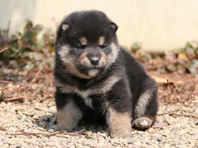 IMG_2648-shiba-puppy IMG_2648-shiba-puppy