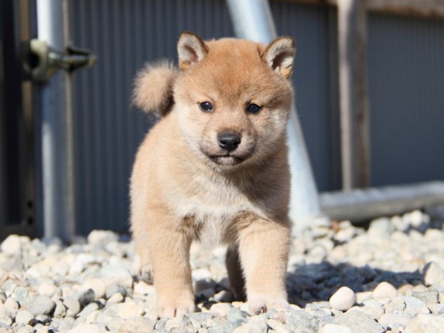IMG_2652-shibainu-koinu IMG_2652-shibainu-koinu
