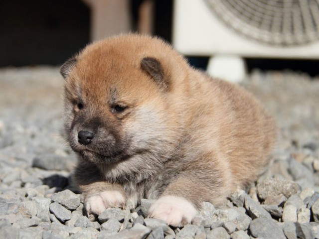 IMG_2661-shibainu-koinu IMG_2661-shibainu-koinu