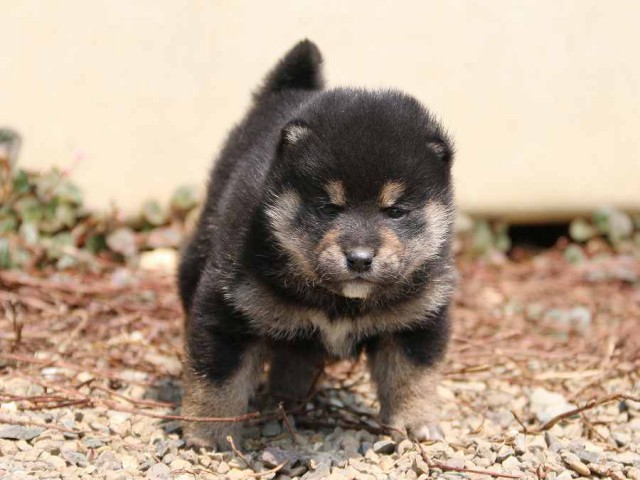 IMG_2668-shiba-puppy IMG_2668-shiba-puppy