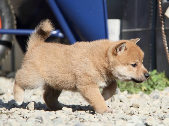 IMG_2668-shibainu-koinu IMG_2668-shibainu-koinu