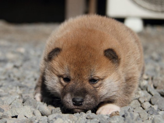 IMG_2669-shibainu-koinu IMG_2669-shibainu-koinu