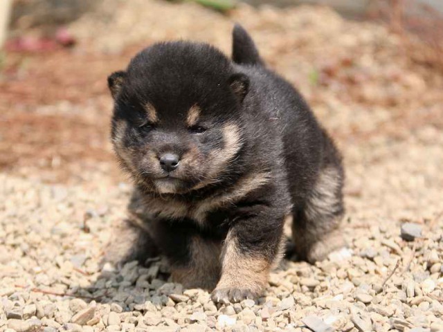 IMG_2722-shiba-puppy IMG_2722-shiba-puppy