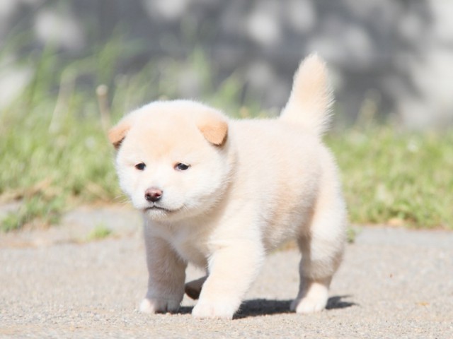 IMG_2833-shibainu-koinu IMG_2833-shibainu-koinu