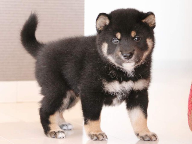 IMG_2854-shiba-puppy IMG_2854-shiba-puppy
