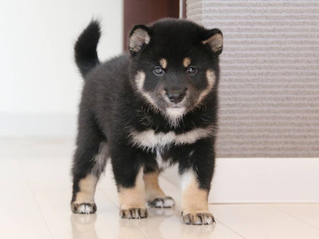 IMG_2865-shiba-puppy IMG_2865-shiba-puppy