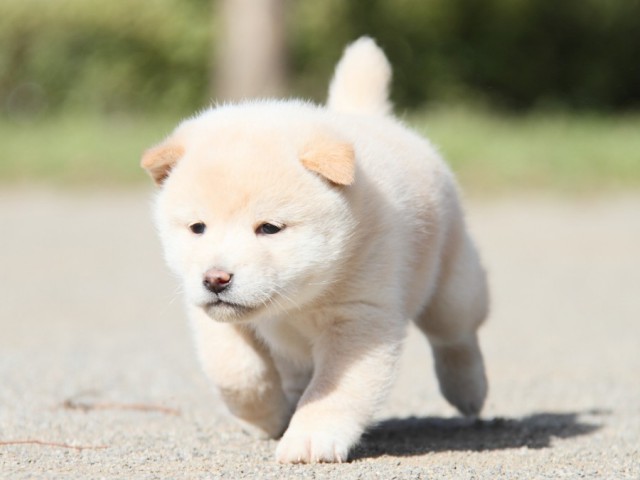 IMG_2873-shibainu-koinu IMG_2873-shibainu-koinu
