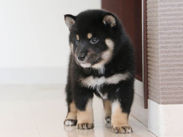 IMG_2883-shiba-puppy IMG_2883-shiba-puppy