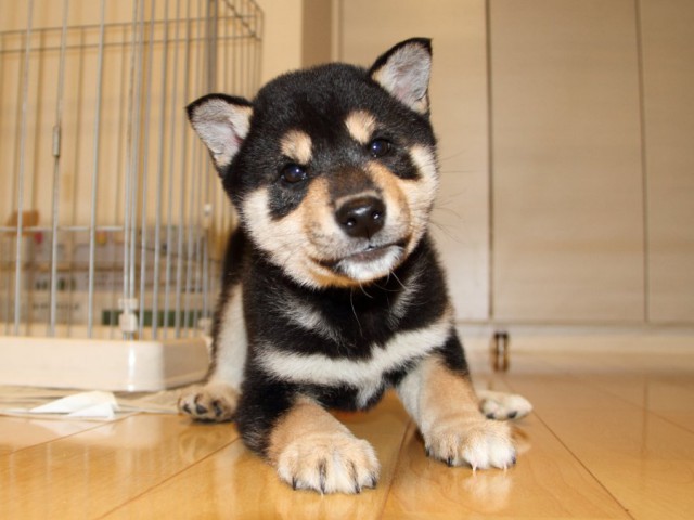 IMG_2889-shibainu-koinu IMG_2889-shibainu-koinu
