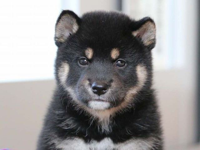 IMG_2892-shiba-puppy IMG_2892-shiba-puppy