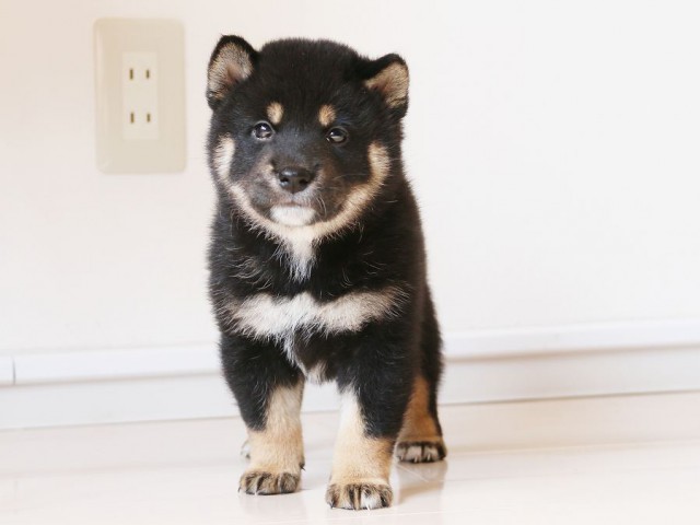 IMG_2894-shiba-puppy IMG_2894-shiba-puppy