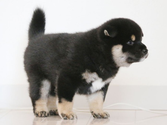 IMG_2902-shiba-puppy IMG_2902-shiba-puppy