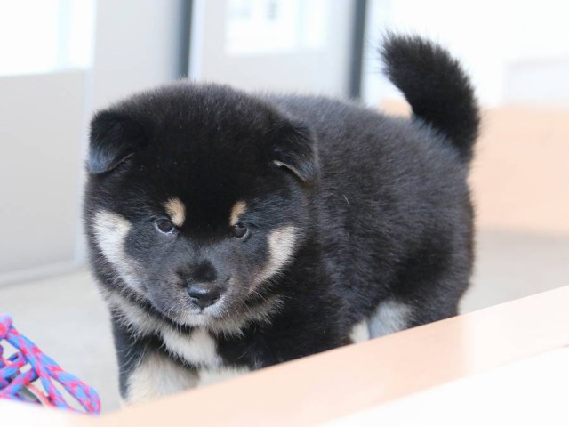 IMG_2908-shiba-puppy IMG_2908-shiba-puppy