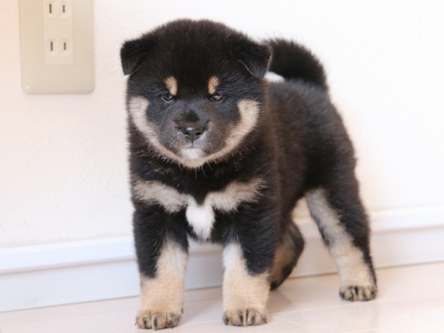 IMG_2919-shiba-puppy IMG_2919-shiba-puppy