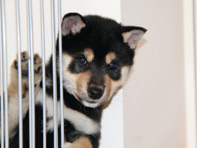 IMG_2919-shibainu-koinu IMG_2919-shibainu-koinu