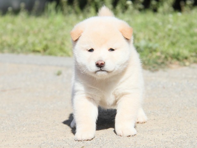 IMG_2919-shibainu-koinu IMG_2919-shibainu-koinu