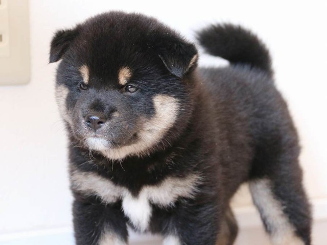 IMG_2921-shiba-puppy IMG_2921-shiba-puppy