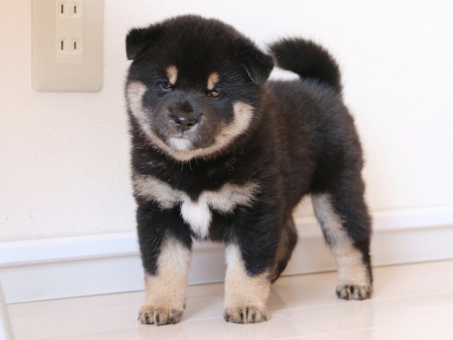 IMG_2923-shiba-puppy IMG_2923-shiba-puppy