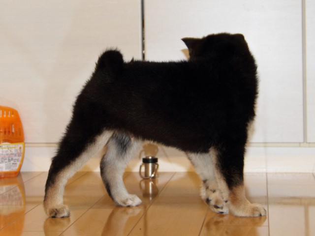 IMG_2923-shibainu-koinu IMG_2923-shibainu-koinu