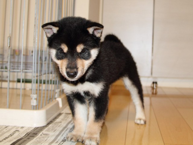IMG_2938-shibainu-koinu IMG_2938-shibainu-koinu