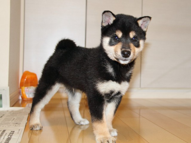IMG_2942-shibainu-koinu IMG_2942-shibainu-koinu