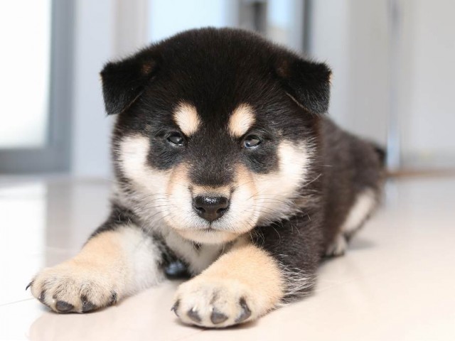IMG_2951-shiba-puppy IMG_2951-shiba-puppy