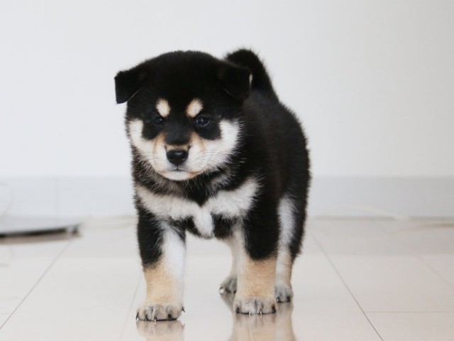 IMG_2955-shiba-puppy IMG_2955-shiba-puppy
