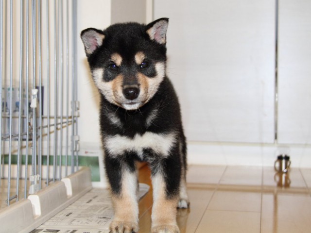 IMG_2962-shibainu-koinu IMG_2962-shibainu-koinu