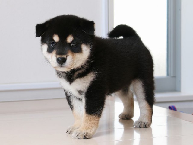 IMG_2979-shiba-puppy IMG_2979-shiba-puppy