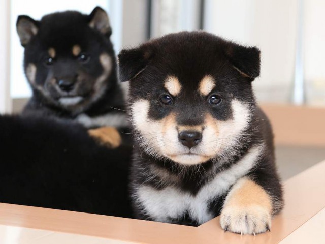IMG_2988-shiba-puppy IMG_2988-shiba-puppy