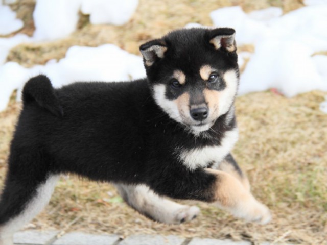 IMG_3061-shibainu-koinu IMG_3061-shibainu-koinu