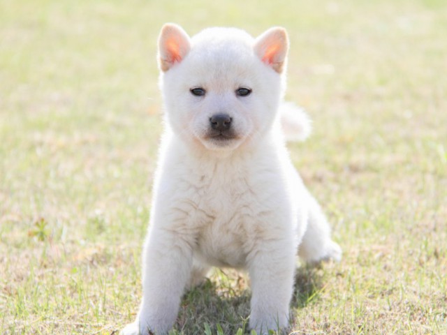 IMG_3124-shibainu-koinu IMG_3124-shibainu-koinu
