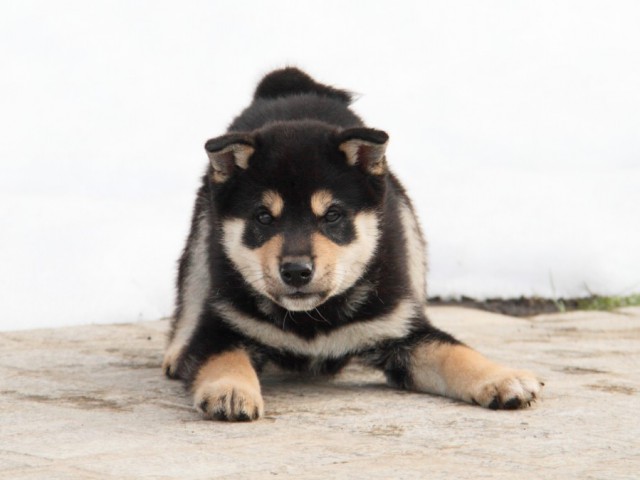 IMG_3136-shibainu-koinu IMG_3136-shibainu-koinu