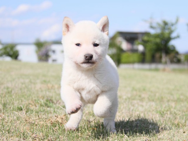 IMG_3154-shibainu-koinu IMG_3154-shibainu-koinu