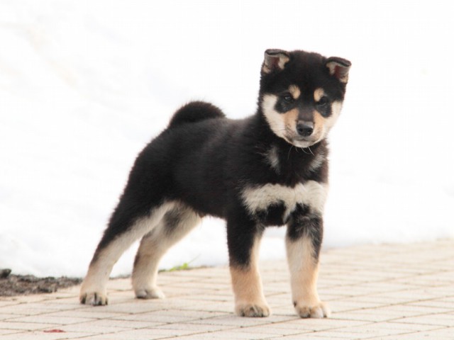 IMG_3179-shibainu-koinu IMG_3179-shibainu-koinu