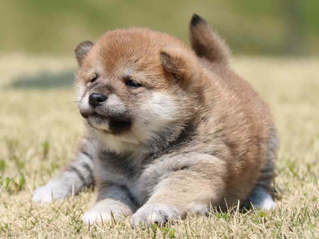 IMG_3183-shiba-puppy IMG_3183-shiba-puppy