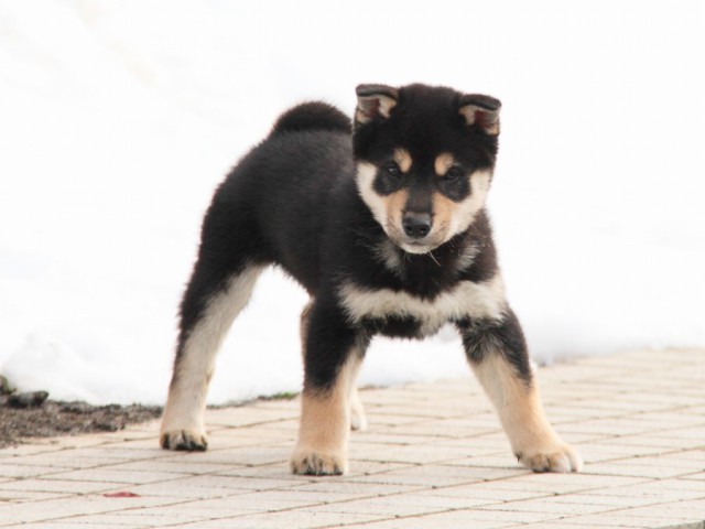 IMG_3183-shibainu-koinu IMG_3183-shibainu-koinu