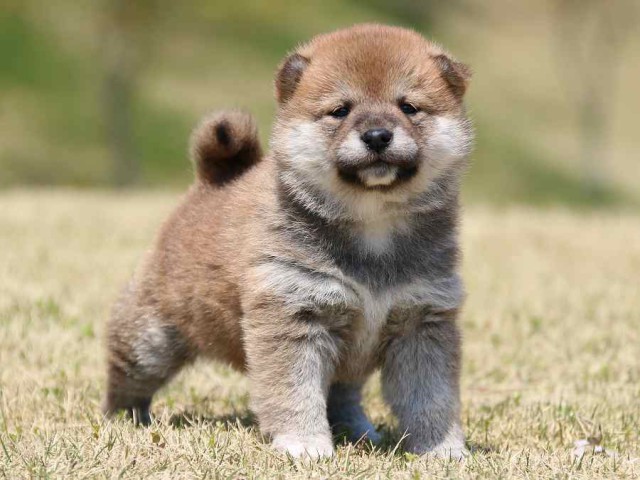 IMG_3204-shiba-puppy IMG_3204-shiba-puppy