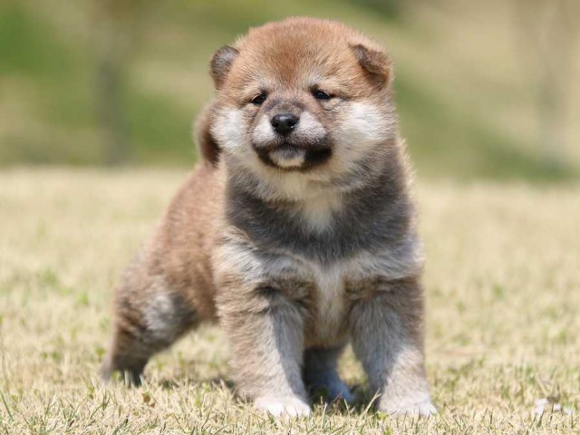 IMG_3207-shiba-puppy IMG_3207-shiba-puppy