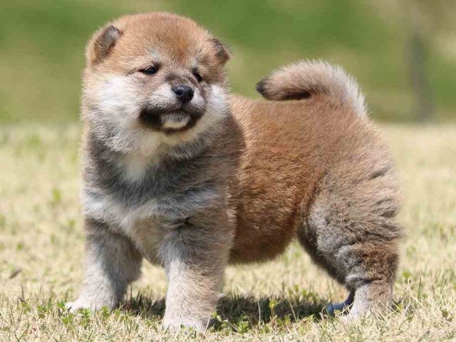 IMG_3224-shiba-puppy IMG_3224-shiba-puppy