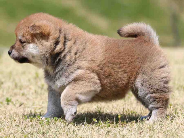 IMG_3229-shiba-puppy IMG_3229-shiba-puppy